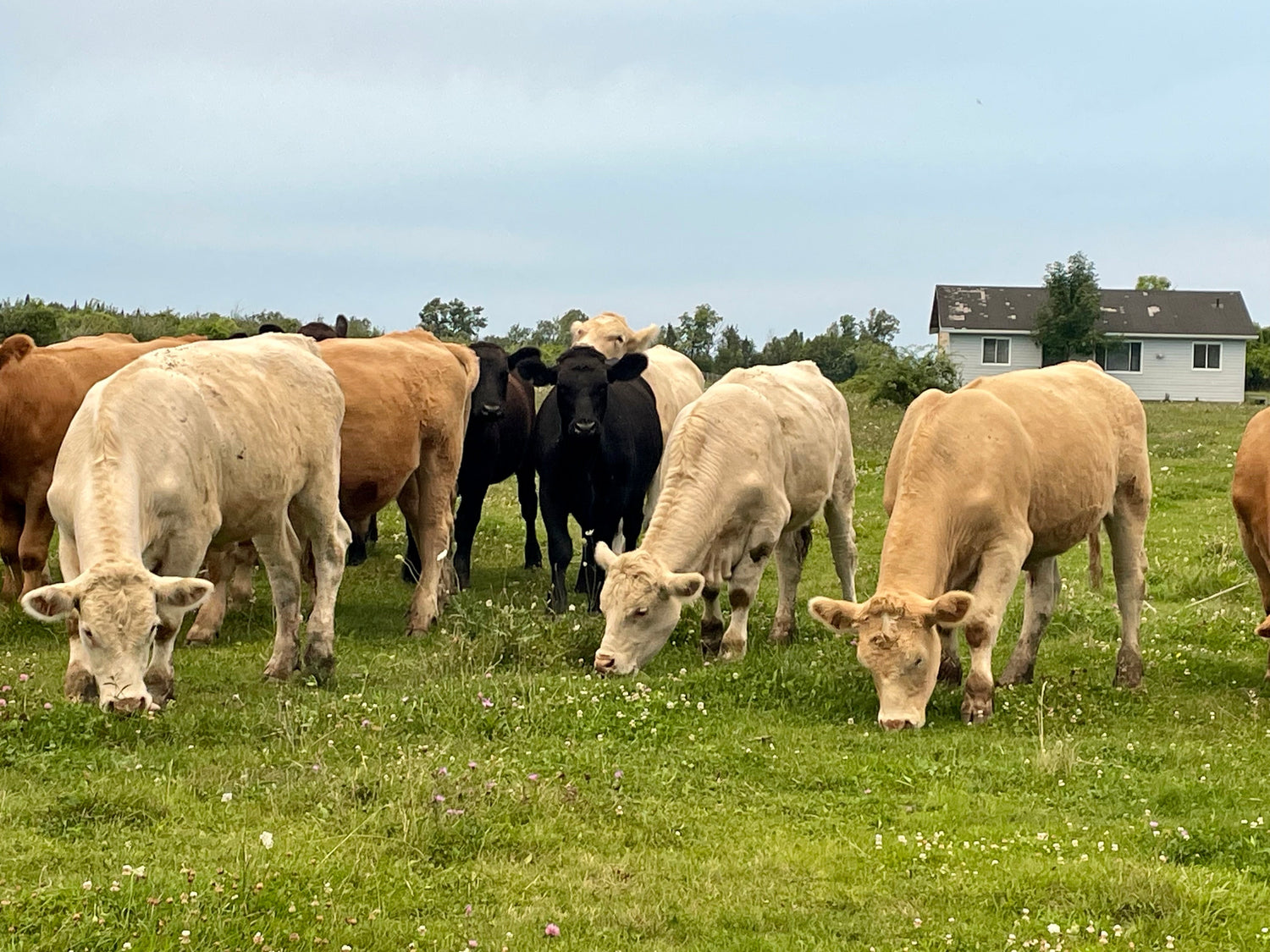 Organic Canadian Beef Tallow Skincare - Ultimate Solution