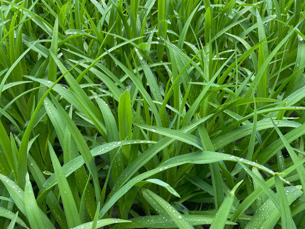 Unscented Tallow Soap, 60 g - by Lipidology