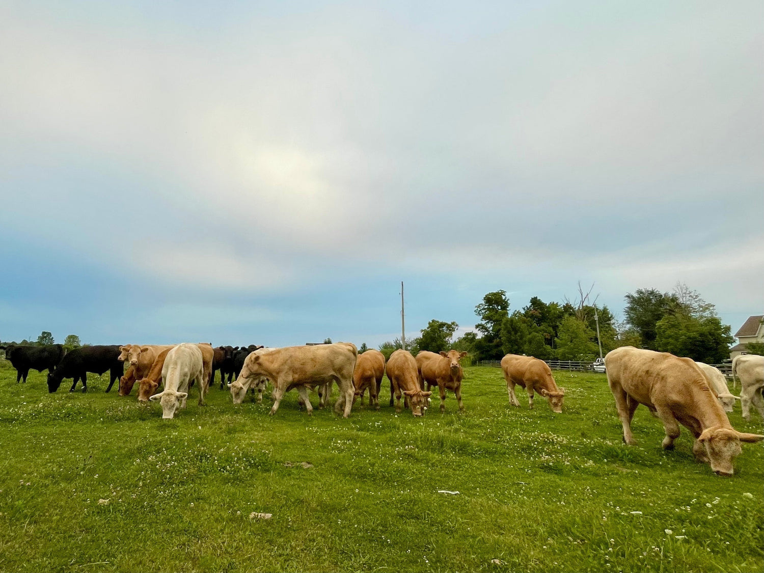 Lipidology: A Canadian Company That Supports Other Canadian Companies - Lipidology