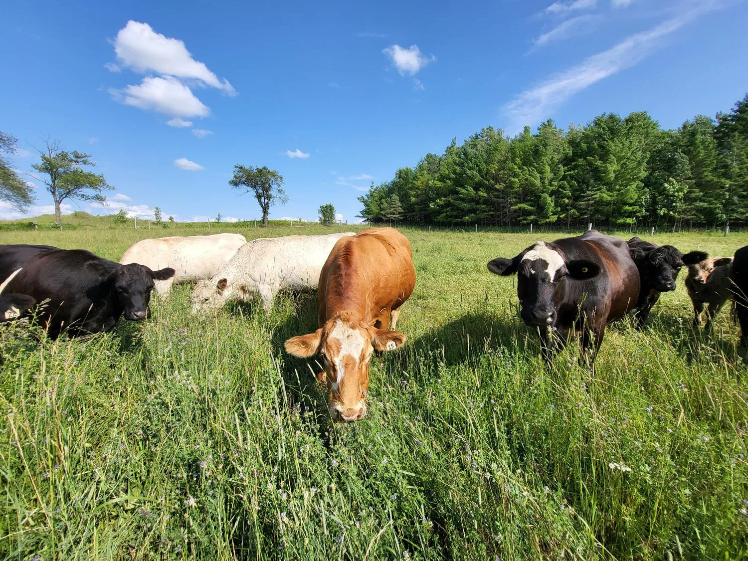 Ontario Cows