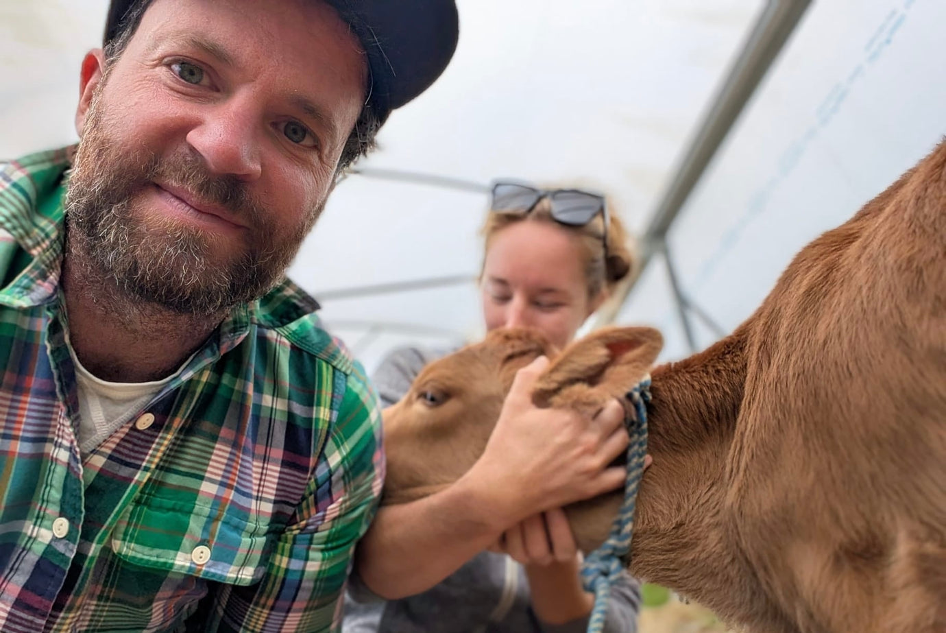Grass Fed Cows in Costa Rica