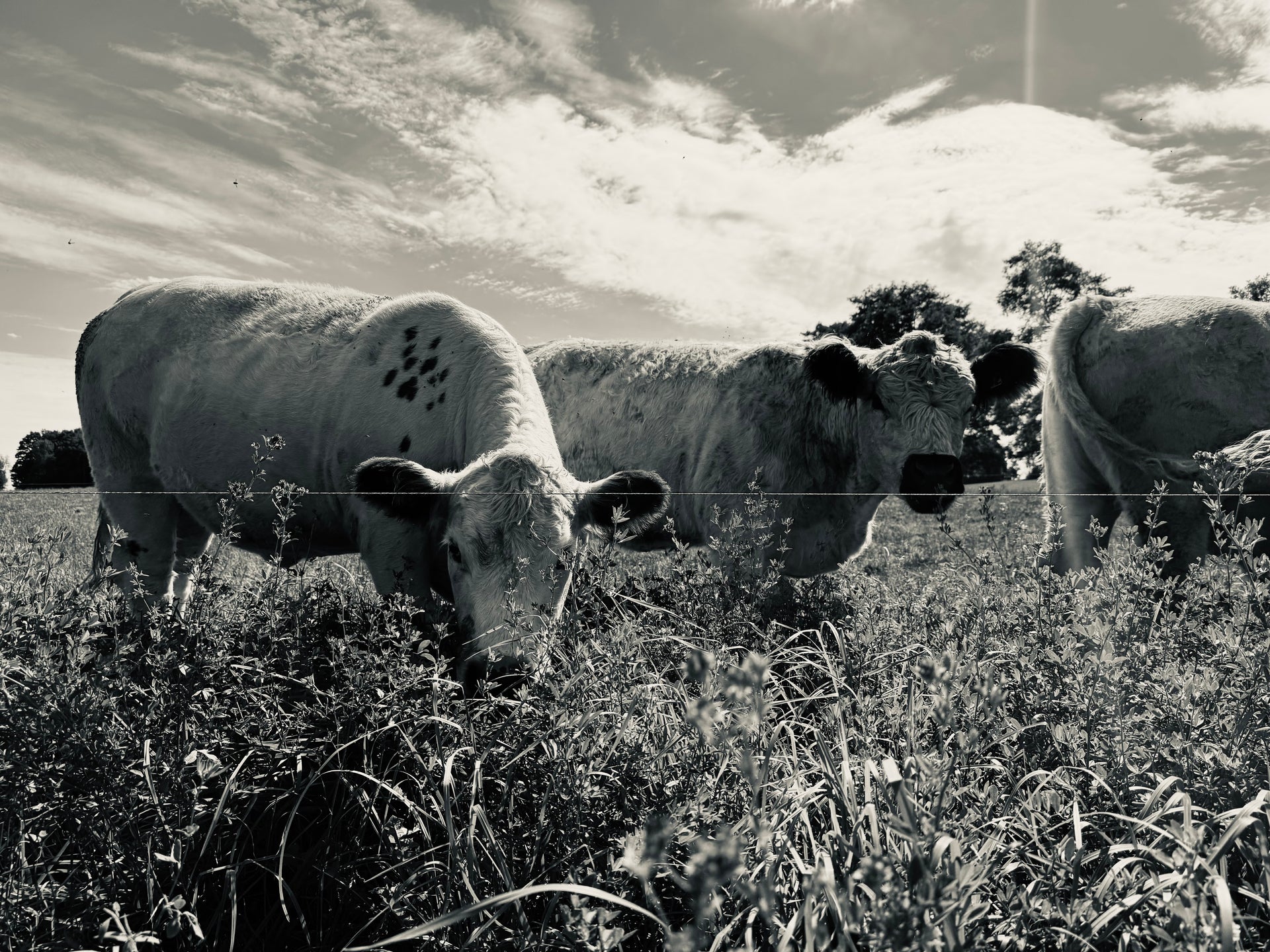 Three cows are grazing in a field at the lipidology farm with a cloudy sky. 